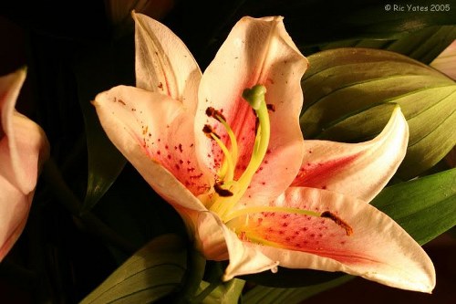A beautiful bouquet of mixed flowers arranged elegantly
