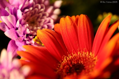 Colorful sunflowers brightening up a room