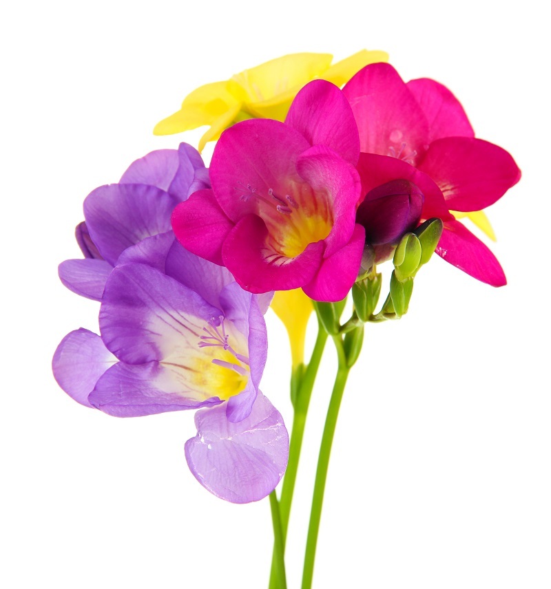Orchid Wellness: Pro Care Routines Explained